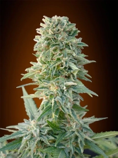 Growshop Seeds Jack Herer
