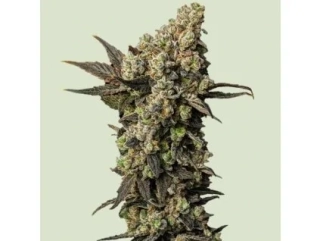 Growshop Seeds Outdoor mix