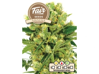 Fair Seeds Amnesia feminized
