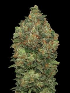 Growshop seeds Critical