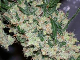 Mr.Nice Seeds Afghan Skunk/Afghan Haze 18ks