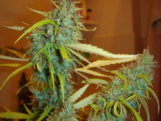 Mr. Nice Seeds Angel Heart 18ks regular
