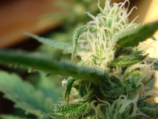 Mr. Nice Seeds Angel´s Breath 18ks regular