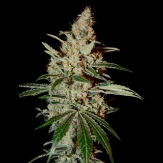 Green House Seeds Banana Krumble