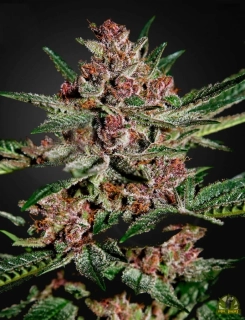 Green House Seeds Bubba Slush