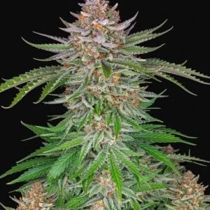 Green House Seeds Kong´s Krush