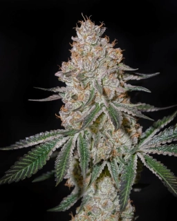 Green House Seeds Cloud Walker