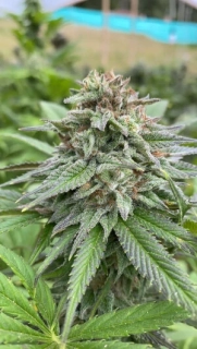 Green House Seeds Wonder Pie