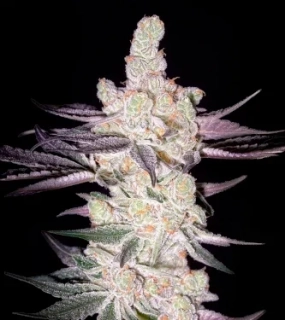 Green House Seeds King´s Juice