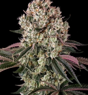 Green House Seeds Chemical Bride Akce 1+1 balení