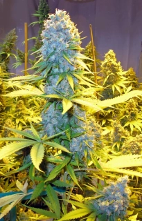 Mr. Nice Seeds Critical Haze 18ks regular