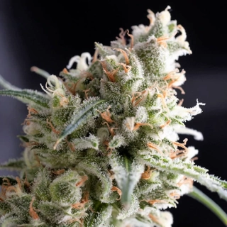 Green House Seeds Velvet Moon