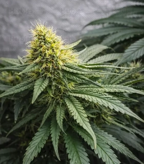 Green House Seeds Holy Snow