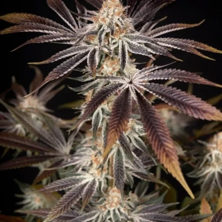 Green House Seeds Dark Phoenix