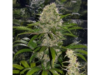 Mr. Nice Seeds Critical Mass 18ks regular