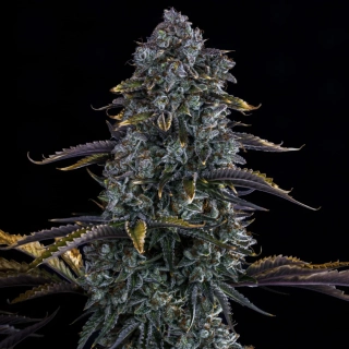 Green House Seeds Jack´s Dream
