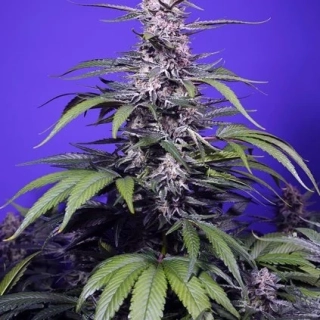 Nuka Seeds Banshee Auto