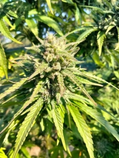 Nuka Seeds Cleopatra