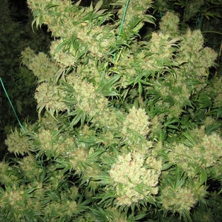 Mr. Nice Seeds Critical Skunk 18ks regular