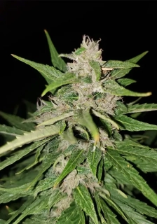 Nuka Seeds Megaton
