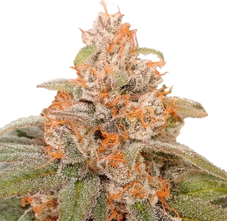 Nuka Seeds Tokamak Auto