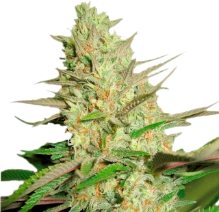 Nuka Seeds Paradox