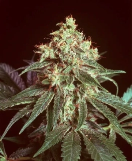 Mr. Nice Seeds Devil 18ks regular