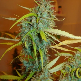 Mr. Nice Seeds Dreamtime 18ks regular