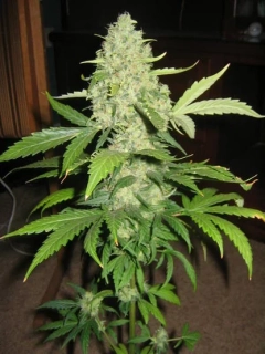 Mr. Nice Seeds Early Haze 18ks regular