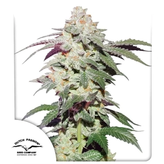Dutch Passion Skywalker Haze