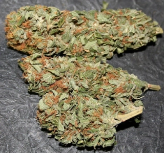 Mr. Nice Seeds Early Queen 18ks regular