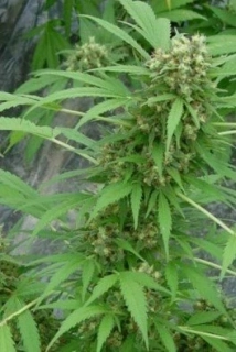 Mr. Nice Seeds Early Skunk 18ks regular