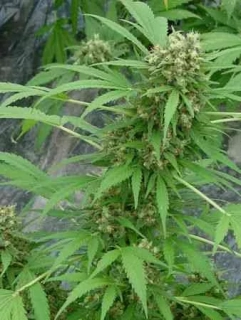 Mr. Nice Seeds Early Skunk Haze 18ks