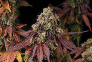 Natural Seeds Original Gelato #41