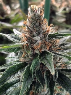 Ministry of Cannabis Auto God's Glue