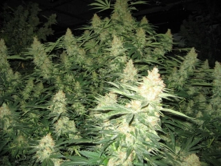 Mr. Nice Seeds G13 x Skunk 18ks