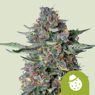 Royal Queen Seeds Dos-Si-dos Auto