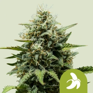 Royal Queen Seeds Fat Banana auto