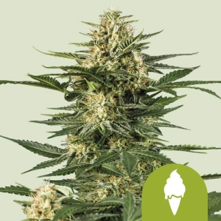 Royal Queen Seeds Green Gelato auto