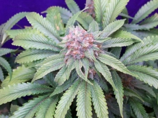 Mr. Nice Seeds G13 x Widow 18ks regular