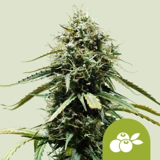 Royal Queen Seeds Haze Berry auto