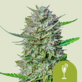 Royal Queen Seeds Mimosa auto