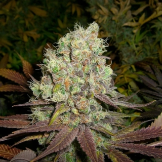 Mr. Nice Seeds La Nina 18ks regular