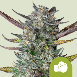 Royal Queen Seeds Purple Punch auto