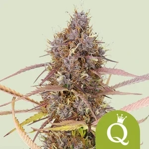 Royal Queen Seeds Purple Queen auto