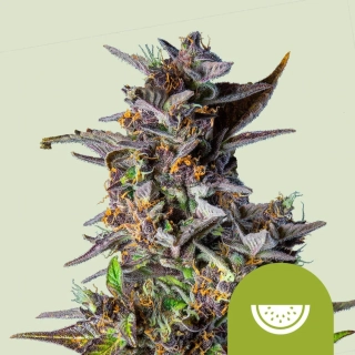 Royal Queen Seeds Watermelon auto