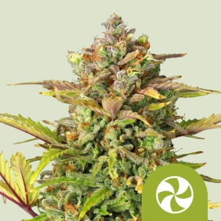 Royal Queen Seeds Sweet ZZ auto