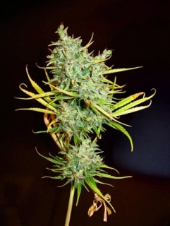 Mr. Nice Seeds Mango Haze 18ks regular