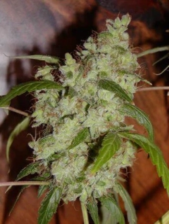 Mr. Nice Seeds Mango x Widow 18ks regular