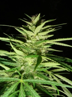 Mr. Nice Seeds Master Kush x Afghan Haze 18ks regular
